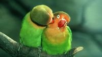 pic for Parrots Love 
